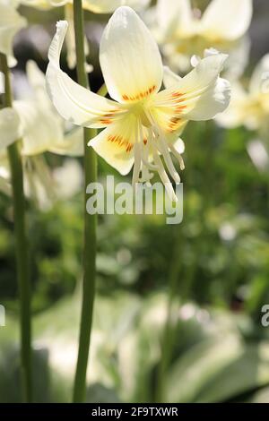 Erythronium californicum Fayon Lily - grandes fleurs blanches en forme de cloche à base jaune, taches de bordeaux et pétales suréchantillés, avril, Angleterre, Royaume-Uni Banque D'Images