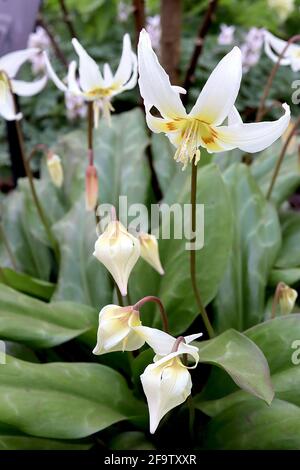 Erythronium californicum Fayon Lily - grandes fleurs blanches en forme de cloche à base jaune, taches de bordeaux et pétales suréchantillés, avril, Angleterre, Royaume-Uni Banque D'Images