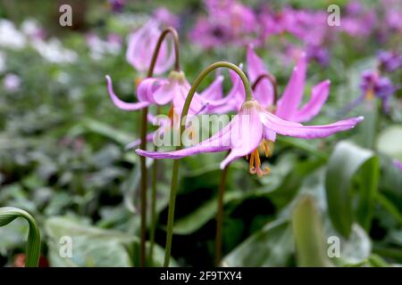 Erythronium revolutum acajou fauve nénuphar - grandes fleurs roses en forme de cloche avec des marques jaunes et des pétales suréchantillés, avril, Angleterre, Royaume-Uni Banque D'Images