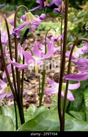 Erythronium revolutum acajou fauve nénuphar - grandes fleurs roses en forme de cloche avec des marques jaunes et des pétales suréchantillés, avril, Angleterre, Royaume-Uni Banque D'Images