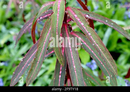 Euphorbia griffithii ‘Dixter’ Spurge Dixter – rorqual long elliptiques vert foncé avec nervure centrale, avril, Angleterre, Royaume-Uni Banque D'Images