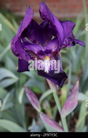 Iris germanica 'sable' pétales supérieurs violet profond, pétales inférieurs violet très foncé, barbe mauve jaune, Tall Bearded Iris Group TB avril, Angleterre, Royaume-Uni Banque D'Images