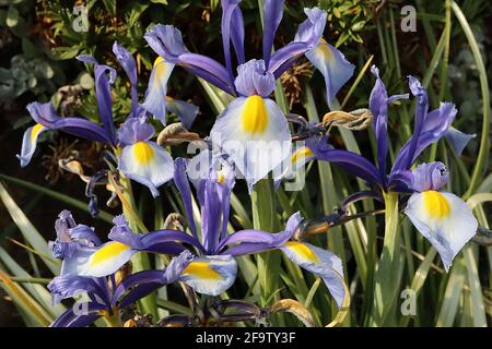 Iris hollandaise ‘Beauté mystique’ Iris hollandica Beauté mystique – normes à ailes bleu violet, chutes bleu lavande, tache jaune ovale, groupe DUT avril, Royaume-Uni Banque D'Images