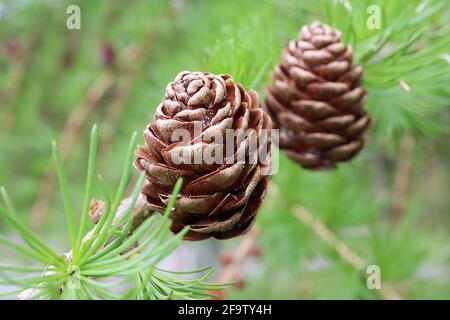 Larix decidua mélèze européen – touffes de feuilles et cônes mûrs bruns à petites aiguilles, avril, Angleterre, Royaume-Uni Banque D'Images