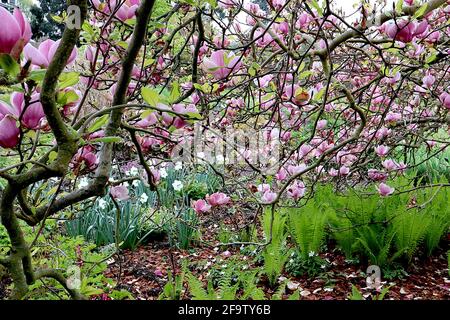 Magnolia x soulangeana ‘Rustica Rubra’ soucoupe Magnolia Rustica Rubra – fleurs en forme de goblet rose avec intérieur blanc, avril, Angleterre, Royaume-Uni Banque D'Images