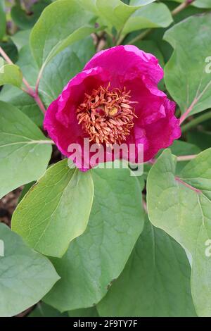 Paeonia mascula ssp mascula pivoine sauvage – fleur rose profonde et grandes feuilles vertes fraîches, avril, Angleterre, Royaume-Uni Banque D'Images