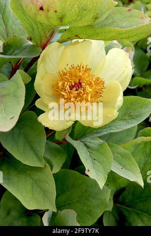 Paeonia mlokosewitschii pivoine de Mlokosewitch Molly la sorcière – fleurs jaune pâle en forme de bol et grandes feuilles vertes fraîches, avril, Angleterre, Royaume-Uni Banque D'Images