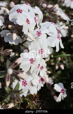 Phlox subulata «Maischnee» Moss phlox Maischnee – fleurs blanches avec taches de cramoisi basales, avril, Angleterre, Royaume-Uni Banque D'Images