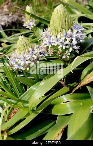 Scilla peruviana Portuguese Squill - fleurs blanches en forme d'étoile dans des ratons laveurs coniques et de grandes feuilles en forme de lanières, avril, Angleterre, Royaume-Uni Banque D'Images