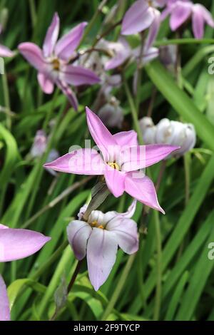 Ipheion uniflorum «Charlotte Bishop» fleur de printemps blanche – fleurs roses en forme d'étoile et feuillage herbacé, avril, Angleterre, Royaume-Uni Banque D'Images