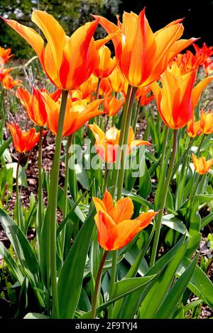 Tulipa ‘Ballerina’ Lily Floraison 6 Ballerina tulipe - fleurs rouges rose foncé, larges marges orange, avril, Angleterre, Royaume-Uni Banque D'Images