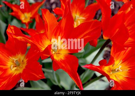 Tulipa ‘Flutes on Fire’ Lily Floraison 6 Flûtes on Fire tulipe - écarlate fleurs rouges, flammes jaunes, centre jaune, avril, Angleterre, ROYAUME-UNI Banque D'Images