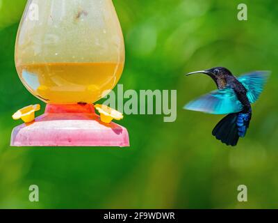 Colibris le plus petit oiseau du monde Banque D'Images