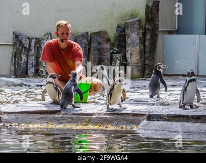 PRAGUE, RÉPUBLIQUE TCHÈQUE, 24 JUILLET 2015 : le zoogardien du zoo de prague nourrit les pingouins et donne une conférence aux visiteurs du zoo Banque D'Images