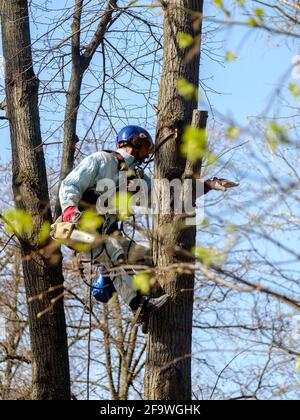 Moscou. Russie. 17 avril 2021. Un travailleur dans un casque est suspendu à des cordes au sommet d'un arbre et coupe une branche à l'aide d'une tronçonneuse. Rajeunissement de Banque D'Images