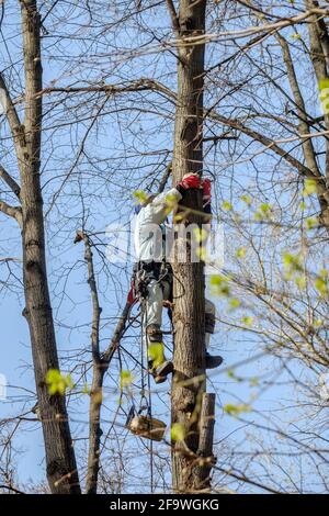 Un travailleur dans un casque sur des cordes monte un arbre pour couper des branches. Rajeunissement des arbres. Le travail des services publics de la ville. Jour de printemps ensoleillé. Banque D'Images