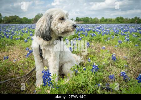 Un joli chien blanc se trouve dans un champ de fleurs bleues en forme de bonnet au Texas. Banque D'Images