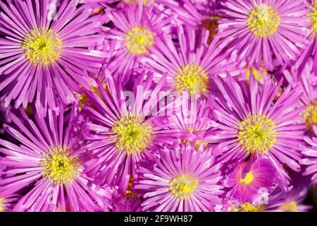 Pink Ice Plant à Bloom, dans le nord de la Californie. Banque D'Images