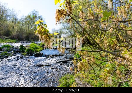 petite cascade sur la rivière gusen en haute-autriche Banque D'Images