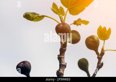 Gros plan de fruits de figues non mûrs sur une branche d'arbre, vue de dessous Banque D'Images