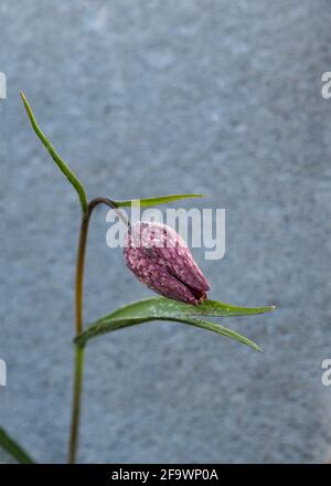 Fritilaria meleagris connu comme la plante de serpent couverte dans un fin du printemps gel fond de mise au point sélective flou pour faciliter la copie espace Banque D'Images