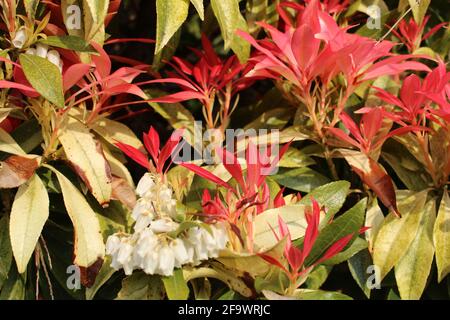 Arbuste vert de la forêt de Pieris japonica avec une cloche blanche fleurs et jeunes feuilles aux couleurs vives Banque D'Images