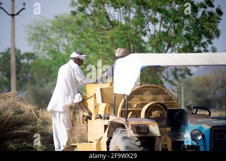 de vieux agriculteurs se tenant sur un tracteur portant des vêtements indiens traditionnels turbans et grain de puttig dans un tracteur pour séparer la huche du blé après la récolte Banque D'Images