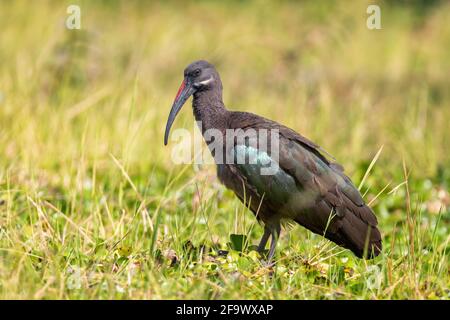 Hadada Ibis - Bostrychia hagedash, magnifique grand ibis des savanes africaines, buissons et lacs, Lac Ziway, Ethiopie. Banque D'Images