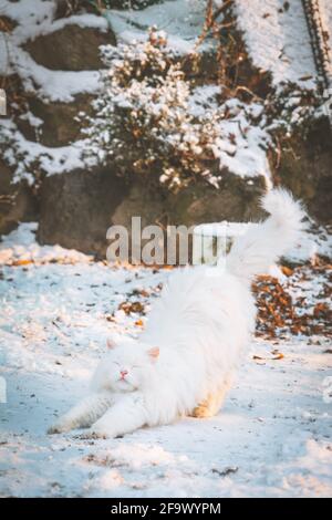 Le chat blanc d'angora turc doux s'étend à l'extérieur sur le sol recouvert de neige Banque D'Images