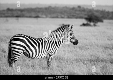 Zebra sur le Maasai Mara Kenya Afrique de l'est Banque D'Images