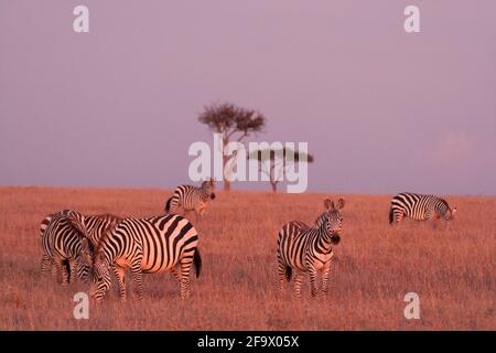 Zebra sur le Maasai Mara Kenya Afrique de l'est Banque D'Images