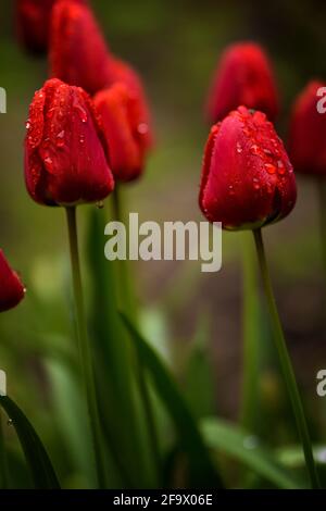 Gros plan de la plante de fleur de tulipes rouges avec l'eau du matin gouttelettes dans l'espace de copie du printemps du jardin Banque D'Images