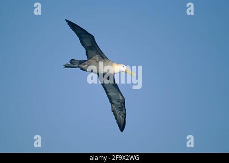 Albatros ondulés en vol Diomedea irrorata Hood (Espanola) île Galapagos BI004300 Banque D'Images
