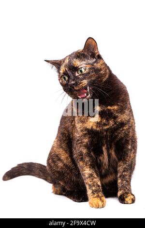 Un chat marbré de tortoiseshell se trouve et lèche sa langue rose. Gros plan, isolé sur fond blanc Banque D'Images