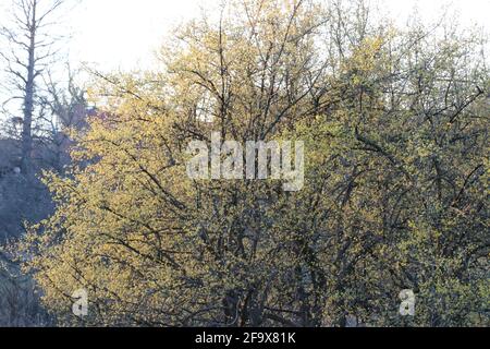 Arbre aux fleurs jaunâtres cultivées dans la forêt Banque D'Images