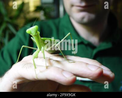 Ceci mai , ZSL London Zoo invite les visiteurs à entrer dans le monde de Tiny Giants , Une nouvelle exposition immersive célébrant les animaux les plus petits mais les plus puissants de la planète. Les visiteurs auront une vue à l'œil des insectes du monde, car ils se trouvent réduits à la taille d'un fourmis, entouré d'un jardin de feuilles et de fleurs géantes , Pour entrer dans la plus récente exposition du zoo .reporté de 2020 à la suite de la pandémie mondiale de minibêtes vers les récifs coralliens ouvrira le lundi 17 mai , conformément à la feuille de route du gouvernement pour les attractions intérieures . Banque D'Images