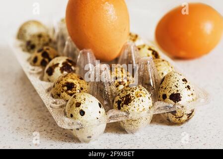 Les petits œufs de caille dewy contrastent avec les œufs de grosse poule dans un plateau en plastique, l'œuf de caille avec une coquille mouchetée décorative, l'œuf de poule avec une coquille d'oeuf d'ellloe. Gros plan Banque D'Images