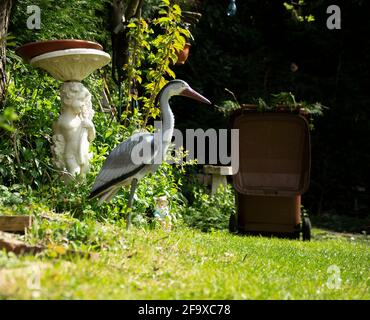 Oiseau de héron leurre dans un jardin Banque D'Images