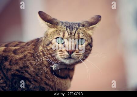 Gros plan d'un scaredy-chat Bengal ou tabby chat avec ses oreilles arrière et abaissé avec l'espace de copie Banque D'Images
