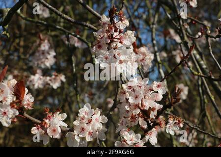 Fleur de prunier de cerisier rose, Prunus cerasifera nigra, prunier de cerisier noir, cerise fleurie, floraison au printemps Banque D'Images