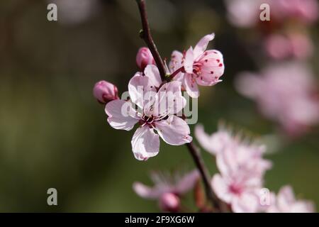 Fleur de prunier de cerisier rose, Prunus cerasifera nigra, prunier de cerisier noir, cerise fleurie, floraison au printemps, gros plan avec flou d'arrière-plan Banque D'Images