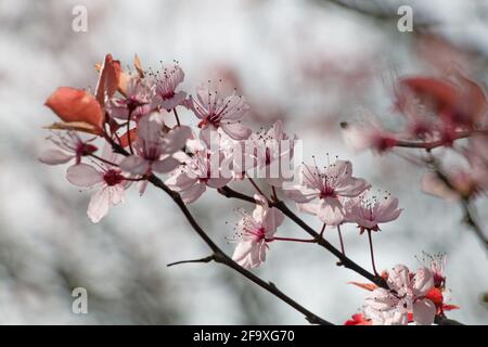 Fleur de prunier de cerisier rose, Prunus cerasifera nigra, prunier de cerisier noir, cerise fleurie, floraison au printemps, Shropshire Royaume-Uni Banque D'Images