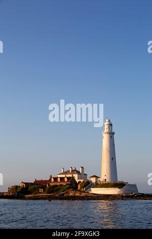 Agneau de printemps né à Milecastle 39 sur le mur d'Hadrien à Northumberland, en Angleterre. La brebis enfanta son agneau parmi les ruines de la fortification qui est tod Banque D'Images