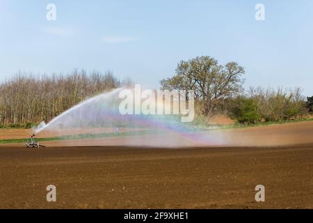 Irrigation d'un champ agricole pendant la pandémie de corona. Les agriculteurs travaillent dur pour maintenir les lignes d'approvisionnement alimentaire mondiales ouvertes Banque D'Images