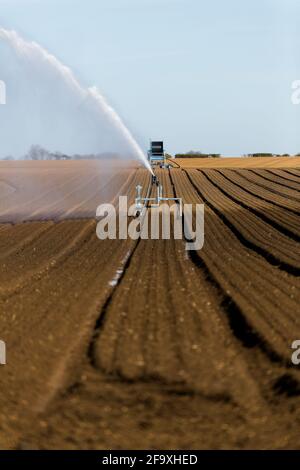 Irrigation d'un champ agricole pendant la pandémie de corona. Les agriculteurs travaillent dur pour maintenir les lignes d'approvisionnement alimentaire mondiales ouvertes Banque D'Images