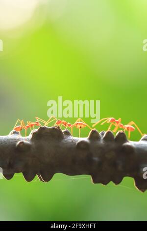 Une colonie d'Ants verts ayant une conversation sur une vigne, bokeh et vert flou naturel en arrière-plan. Gros plan. Banque D'Images