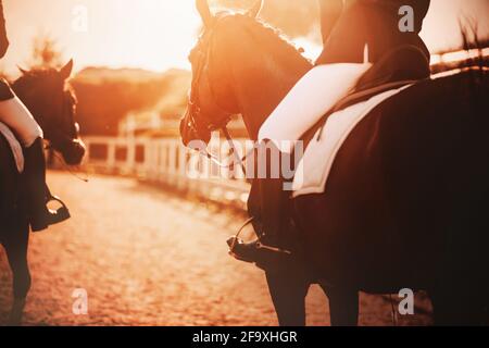 Deux chevaux de la baie avec des cavaliers dans leurs selles se promissent autour de la ferme au coucher du soleil, illuminés par les rayons du soleil. Équitation. Banque D'Images