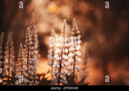 De belles fleurs lupin parfumées aux pétales lumineux poussent dans la forêt d'automne sombre, illuminée par les rayons du soleil. Nature. Banque D'Images