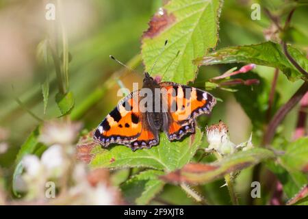 Petit papillon tortoiseshell - Aglais urticae sur la barre - Rubus fructicosus Banque D'Images