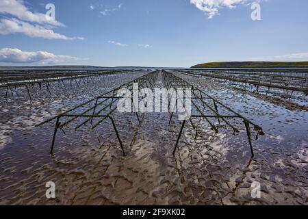 Lignes vides de lits d'huîtres pour l'agriculture. Aquaculture à Waterford Irlande. Banque D'Images